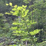 Group logo of Spiritual Directors